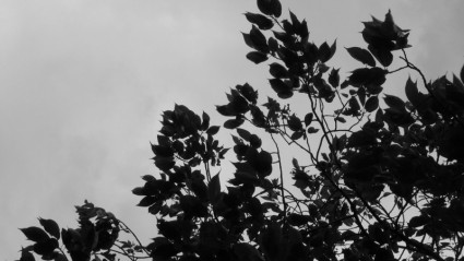 Schatten-Blätter