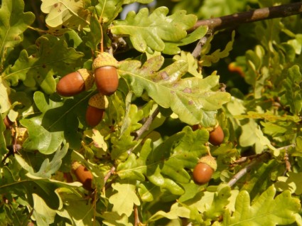 Shaft Oak Pedunculate Oak Quercus Robur