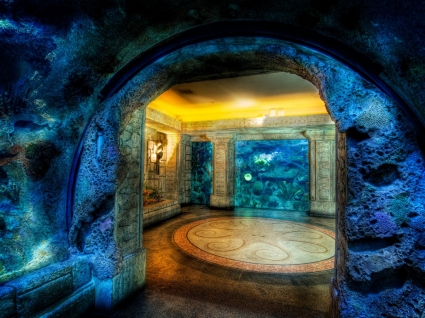 Акула Риф аквариум обои США мир
