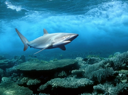 鯊魚壁紙魚類動物