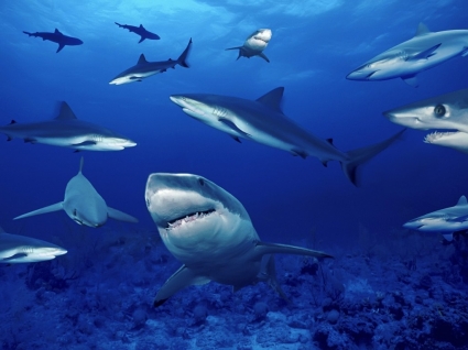 tiburones fondos peces animales
