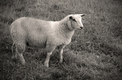 cừu