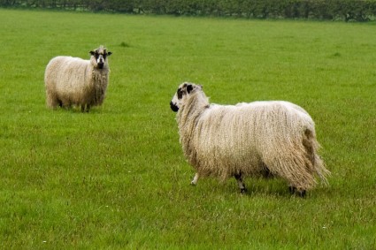 cừu