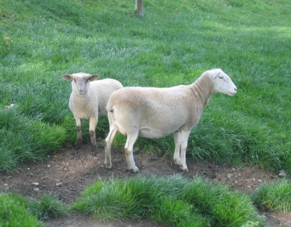 moutons animaux herbe