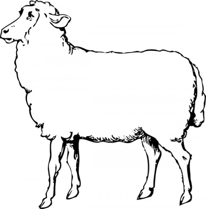 cừu clip nghệ thuật