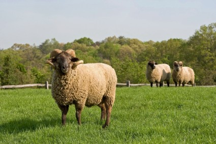 allevamento di pecore rurale