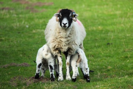 Schafe Lämmer füttern