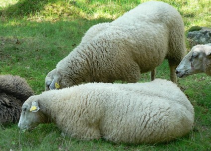 troupeau de moutons du troupeau ovin