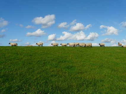 gregge di pecore di serie di pecora
