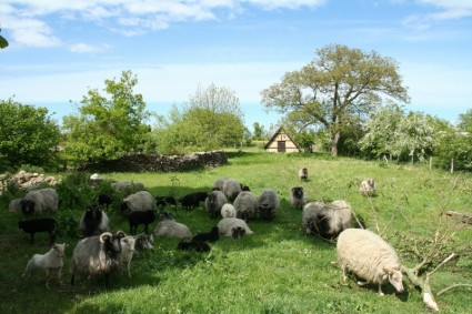 naturaleza del pasto de las ovejas