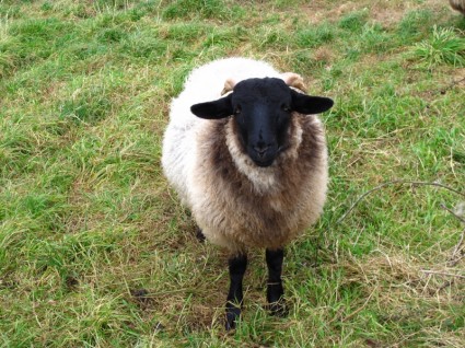 laine de mouton animaux domestiques