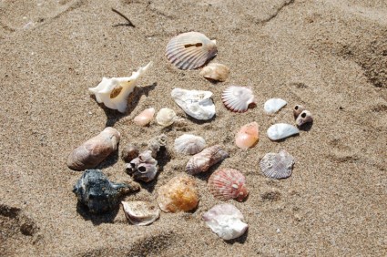bege de shell do mar
