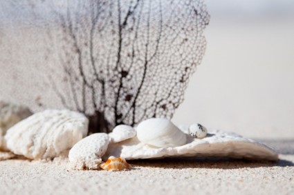 贝壳和珊瑚海滩上
