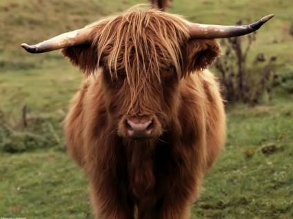 Шетланд корова Обои других животных
