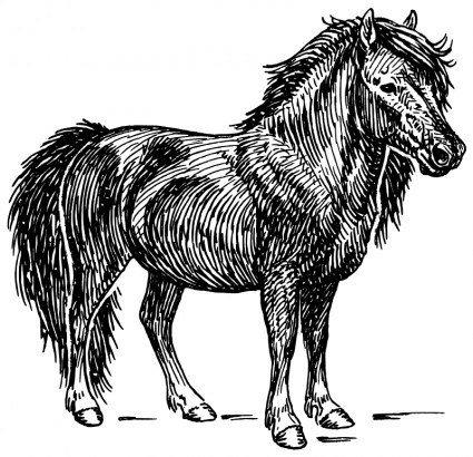 pony Shetland