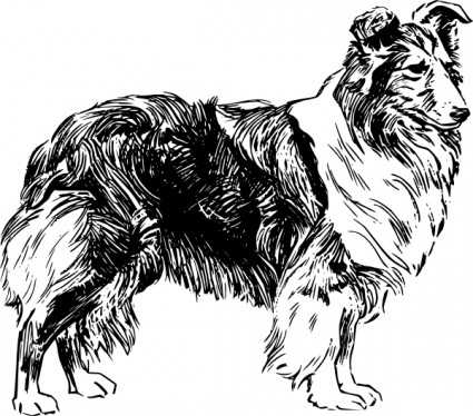 anjing gembala Shetland clip art