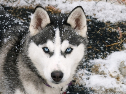シベリアン ハスキー壁紙動物を犬します。