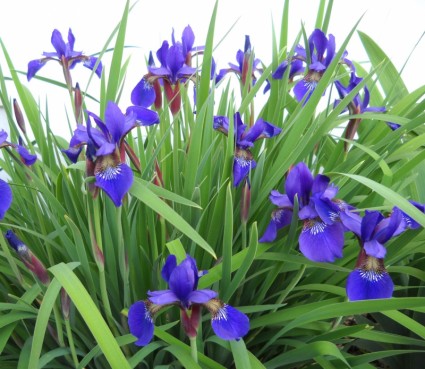 Siberi iris