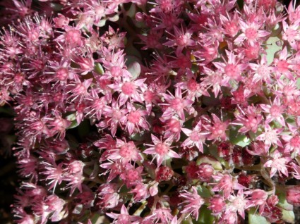 Siebold stonecrop bunga pink
