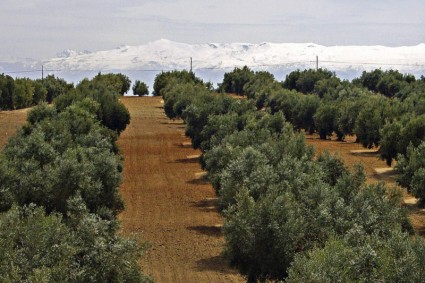 Sierra Nevada Schnee Umhang Olivenbaum