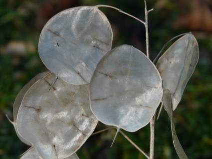 Silberling rok srebrny liść