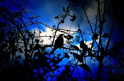 silhouette di effetti birdlight