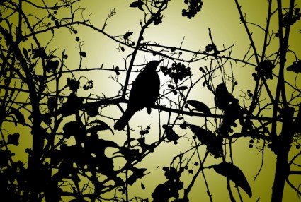 صورة ظلية الطيور