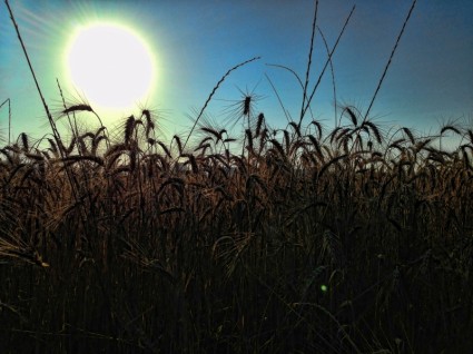 campo de trigo de silueta