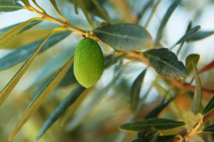 jednym z oliwek
