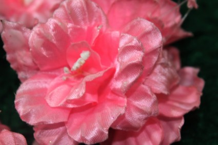 única flor rosa