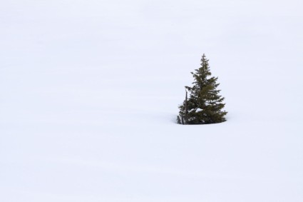 在雪中的单个树