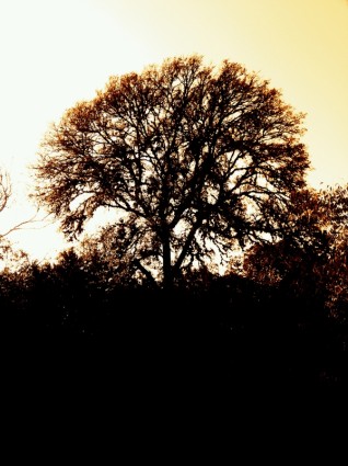 einzigen Baum silhouette