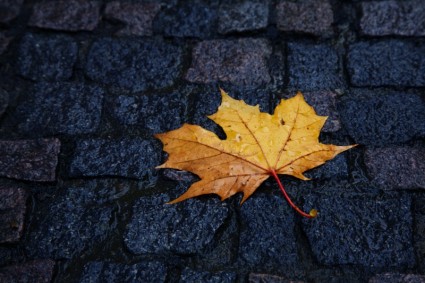 Одноместный Влажный лист осенью