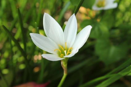 einzelne weiße Blume
