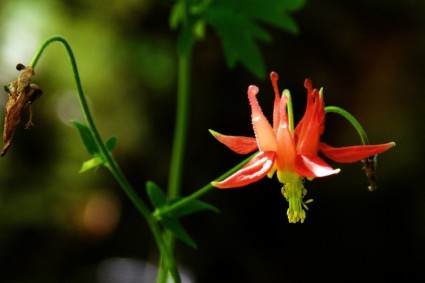 Sitka columbine wildflower wildplant