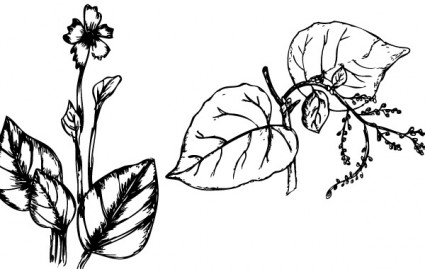 스케치 식물