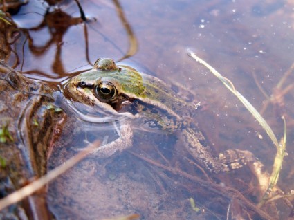 スキーの緑のカエルの水