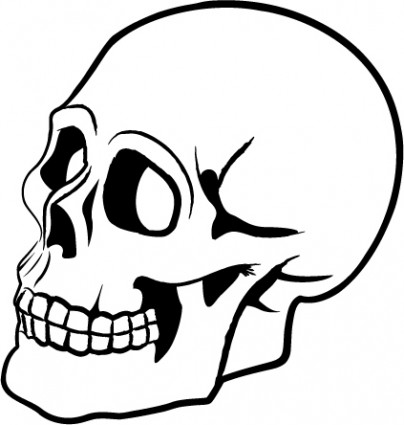 頭蓋骨のベクトル