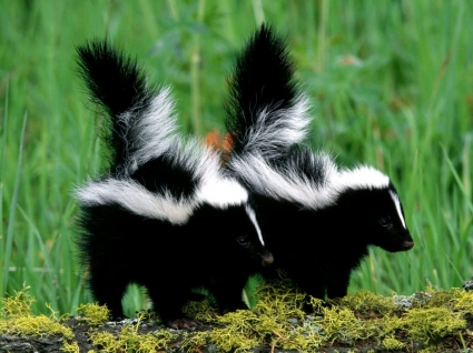 los bebés de Skunk wallpaper crías de animales