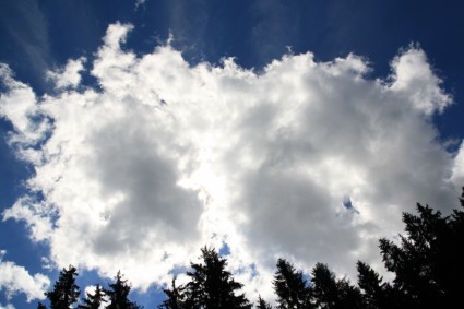 árboles de las nubes de cielo