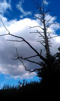 árbol muerto del cielo de madera muerta