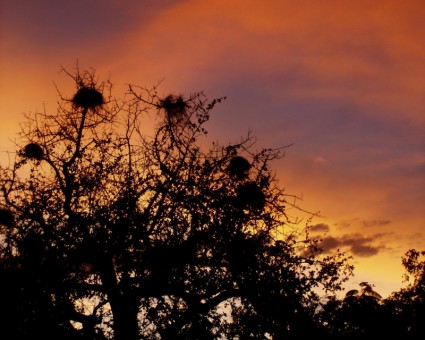 albero di nidi di cielo