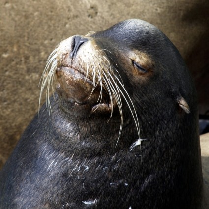 Sleeping Seal Animal