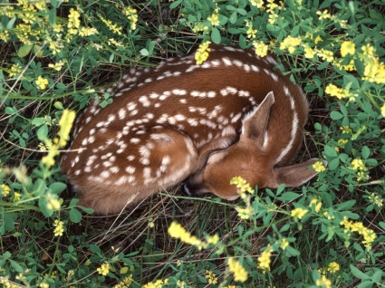 ngủ whitetail fawn hình nền động vật động vật em bé