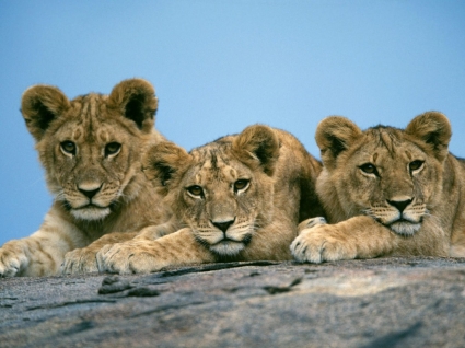 Sleepy Lion Cubs Wallpaper Big Cats Animals
