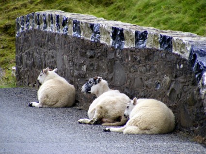 schläfrig Schafe