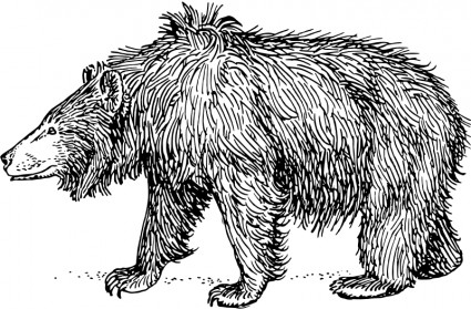 orso labiato