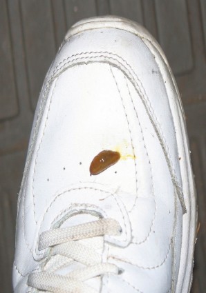 Slug en mi zapato