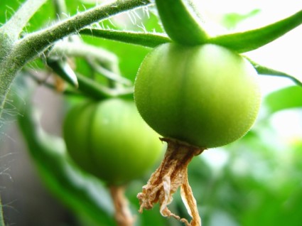 tomatos สีเขียวเล็ก ๆ บนเถาวัลย์