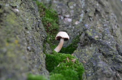 jamur kecil